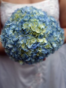 Blue Hydrangea